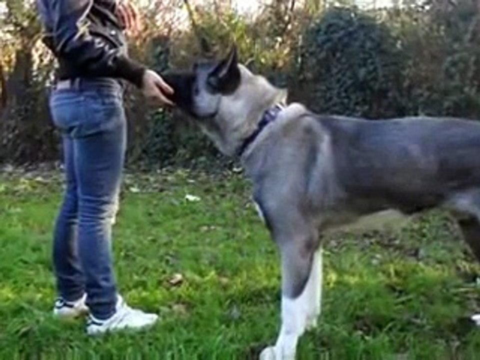 Dark - Akita Americano