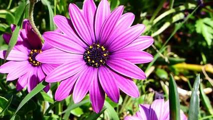 Welcome to Sufi centre Cala Jami Sardinia