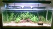 DIY aquarium - DIY tank + DIY  light + DIY stand + DIY canister filter