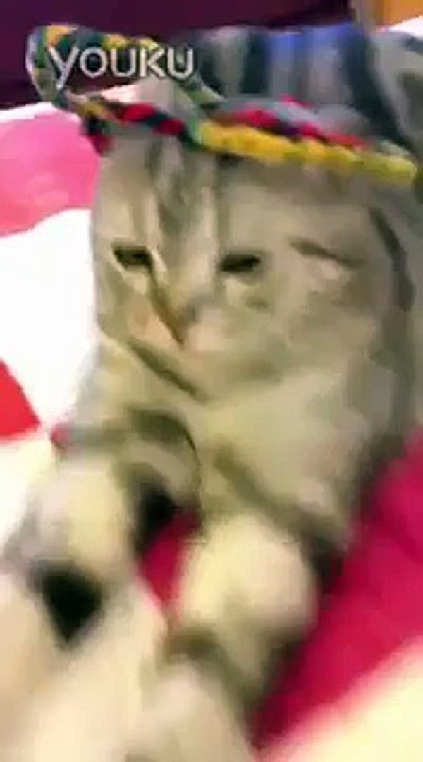 Best Funny Videos   Funny Cats  Funny Cat Videos   Funny Fails   Funny Vines   Funny Animals 15