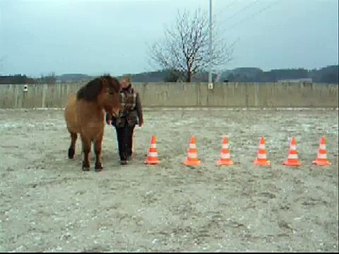 Clickertraining mit Hylling 12