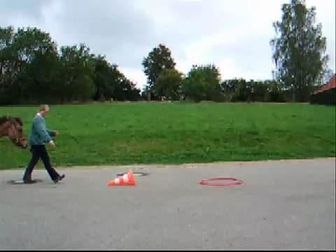 Clickertraining mit Hylling 11