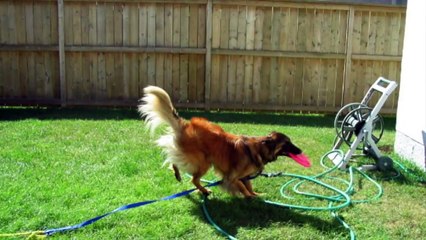 Bella Rose - R.I.P. - Belgian Tervuren