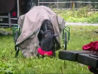 Conrad II Solvalla 🏟️