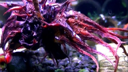 Szopen's Shrimps - Bez Tajemnic