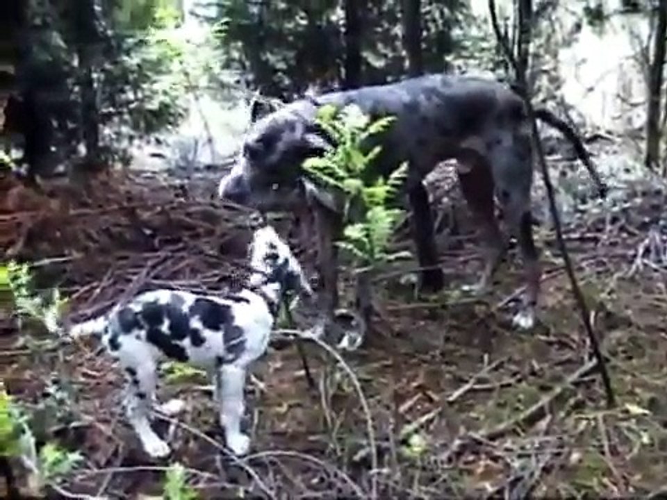 Great Dane puppy II