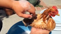 What To Do When Chickens Have Mites  [Series - Bathing]