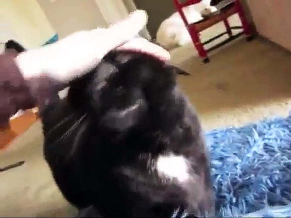 Fritz the loudest purring cat in the world