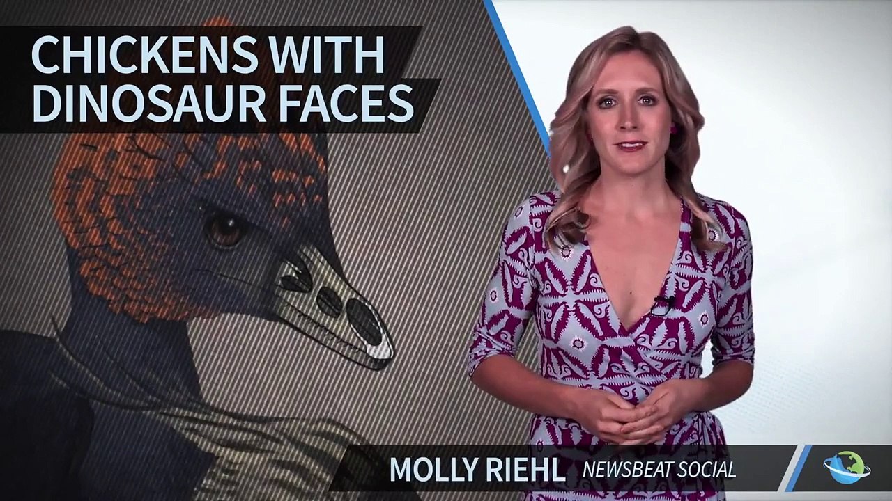 Scientists Make Chicken Embryos With Dinosaur Faces