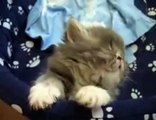 The Pretty Kitten asleep on Camera - It's so Cute | Too Cute Animals |