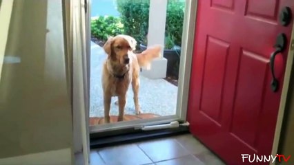 Cute Dogs vs. Imaginary Doors' Compilation 2015 - FunnyTV