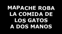 Mapache roba comida a dos manos. Disimulando mapache le roba comida a los gatos