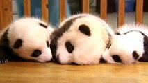 Chengdu Panda Base: China Shows Off 14 Giant Panda Cubs