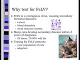 Feline Leukemia Virus (FeLV) Testing in Animal Shelters