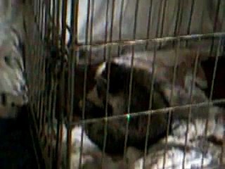 ratcoon sucks its own penis