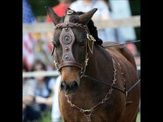 troupe de spectacle equestre