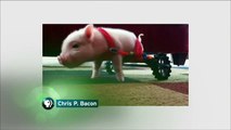 NATURE | My Bionic Pet | Meet Chris P. Bacon & Roofus | PBS