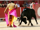 Toro de Combat, Taureau de Royale.