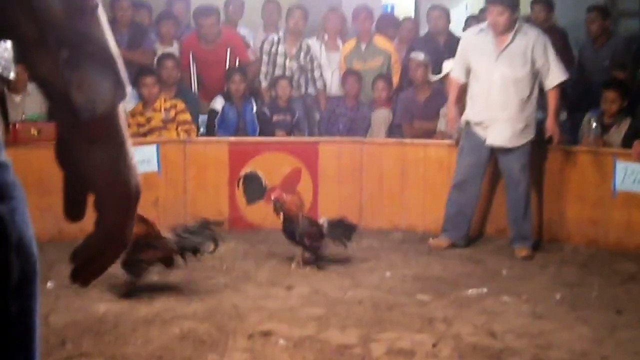 pelea de gallos en tehuacan puebla
