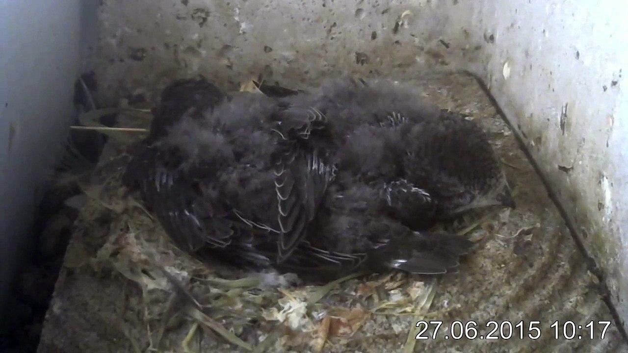 27.6.-10:09-0:21 Mauersegler - Kamera im Nistkasten - 2 Junge (REPLAY)