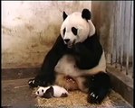 Panda sneezing