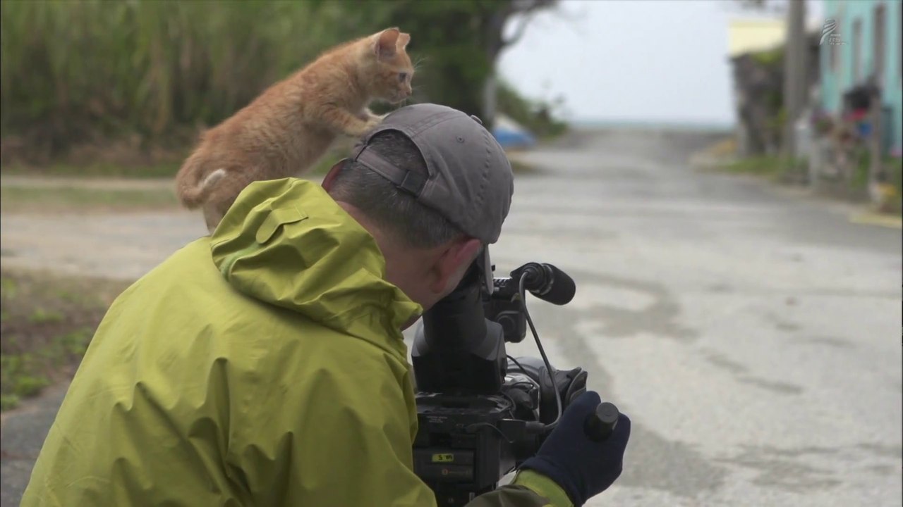 Ce bébé chat est très curieux et n'a peur de rien