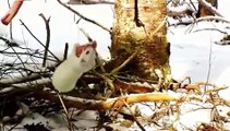 Ermine (short-tailed weasel) in winter coat feeding on hanging beef bones