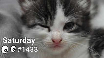 Verbs With Cats - Glare, Wait, Wink, Look, Dream