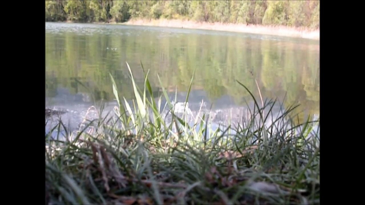 Big Carp Fishing! Pêche de la carpe démonstration.