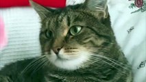 Cat becomes paralyzed and crazy with flower on his head!