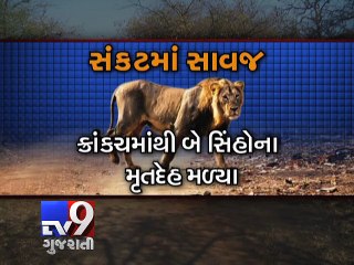 7 lions found dead after heavy rain leads to flooding - Tv9 Gujarati