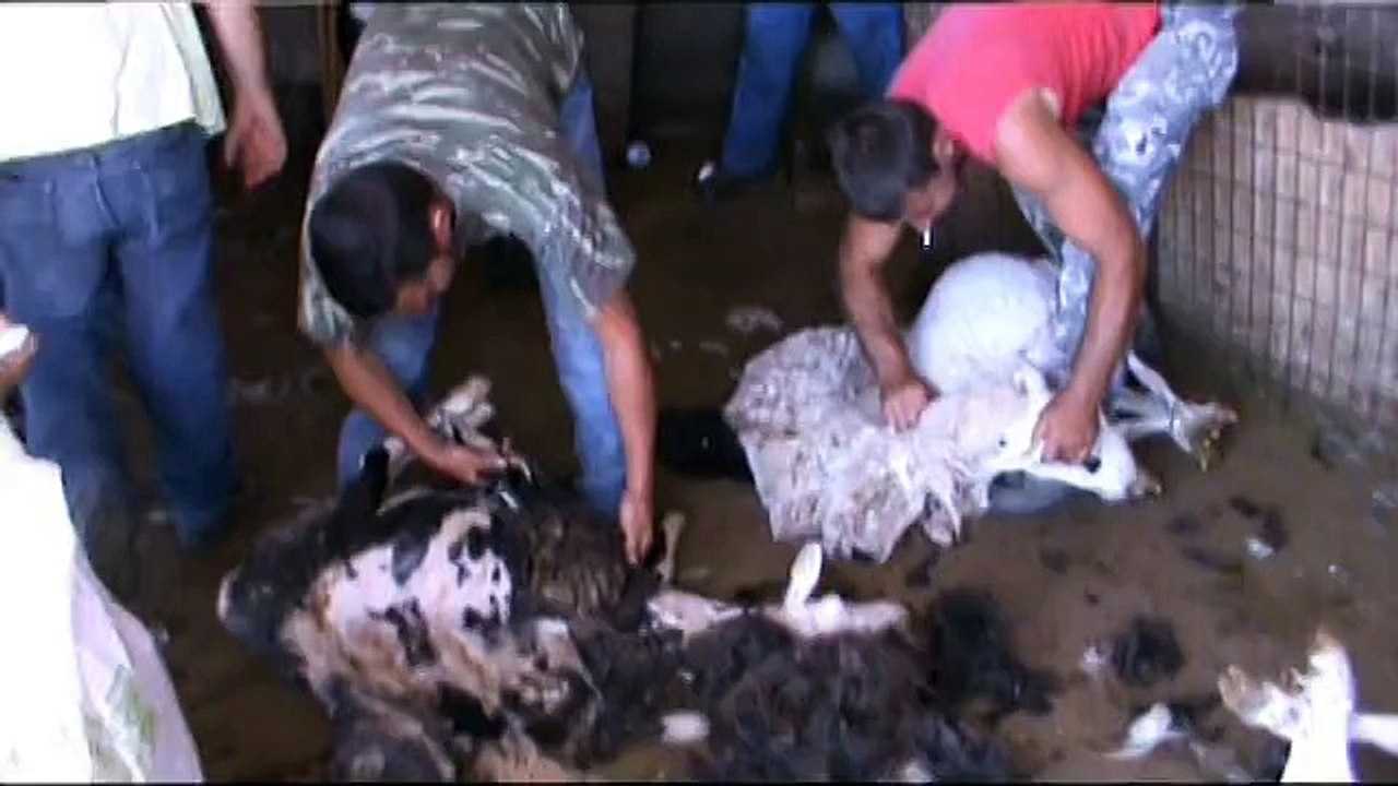 Les moutons de Manolis   Agios Ioannis