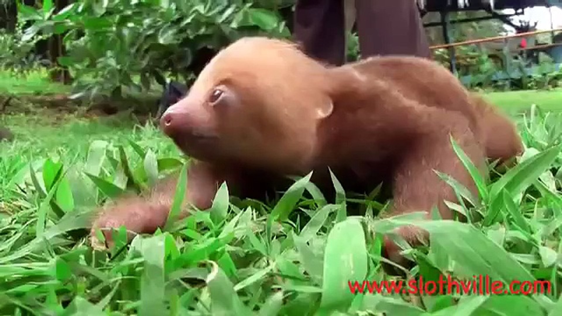 Le Bebe Paresseux Est Un Animal Tres Drole Video Dailymotion