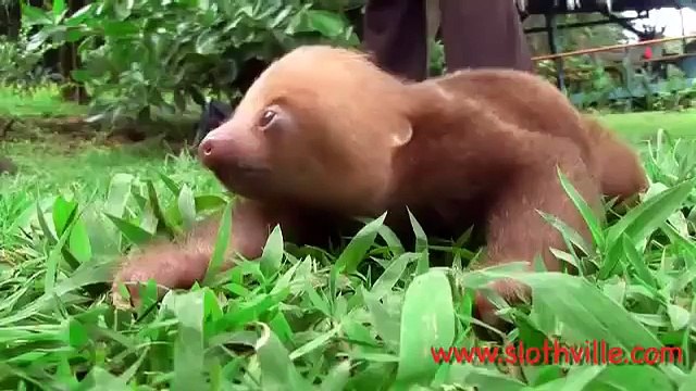 Le bébé paresseux est un animal très drôle !