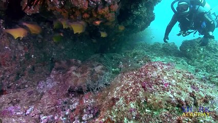 Shark Academy: Wobbegong Sharks