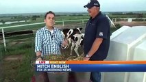 Cows having fun behind TV Live Reporter - Bloopers
