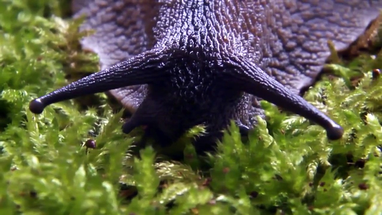 ACHATINA ACHATINA GHANA