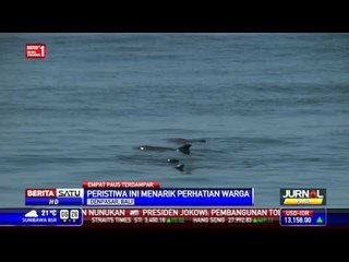 Empat Paus Terdampar di Bali