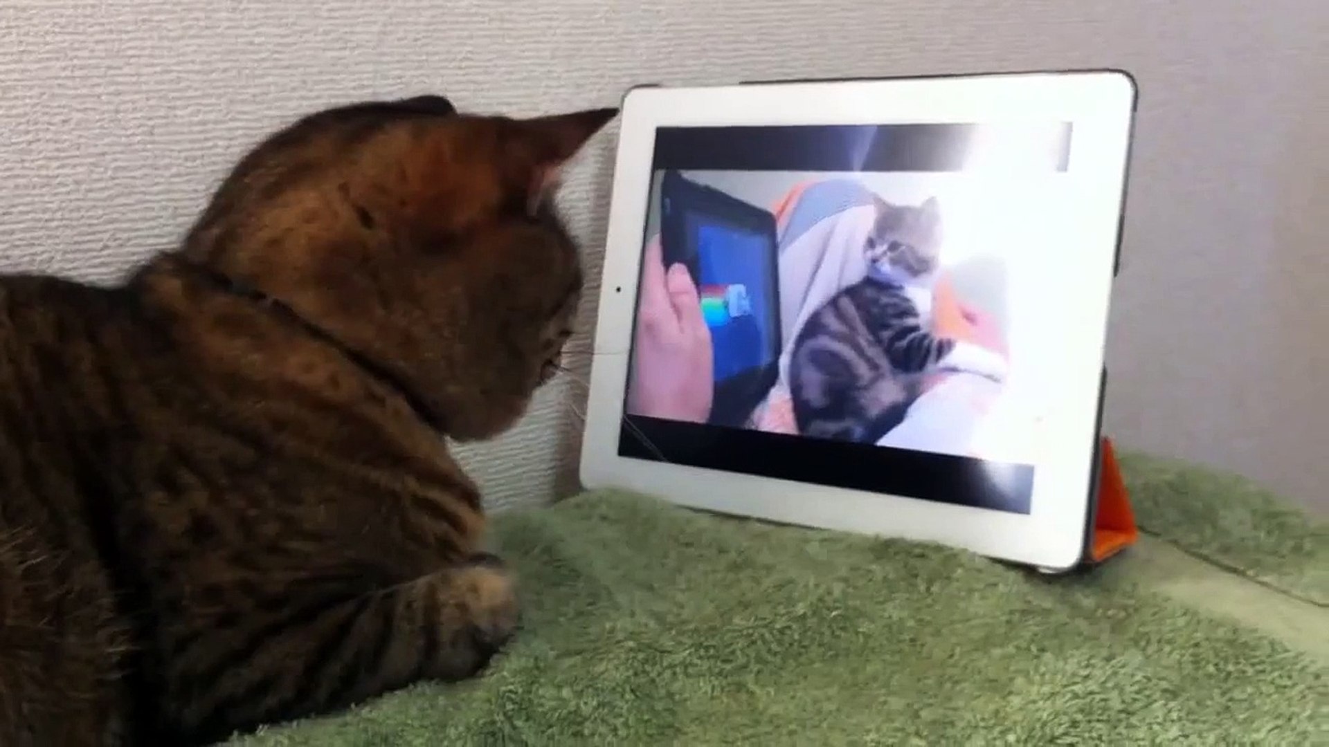 ⁣Cat watches cat watching nyan cat