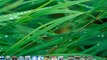 Mac OS X Leopard - New Desktop