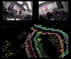 Stereo Visual Odometry with Non-Overlapping Fields of View