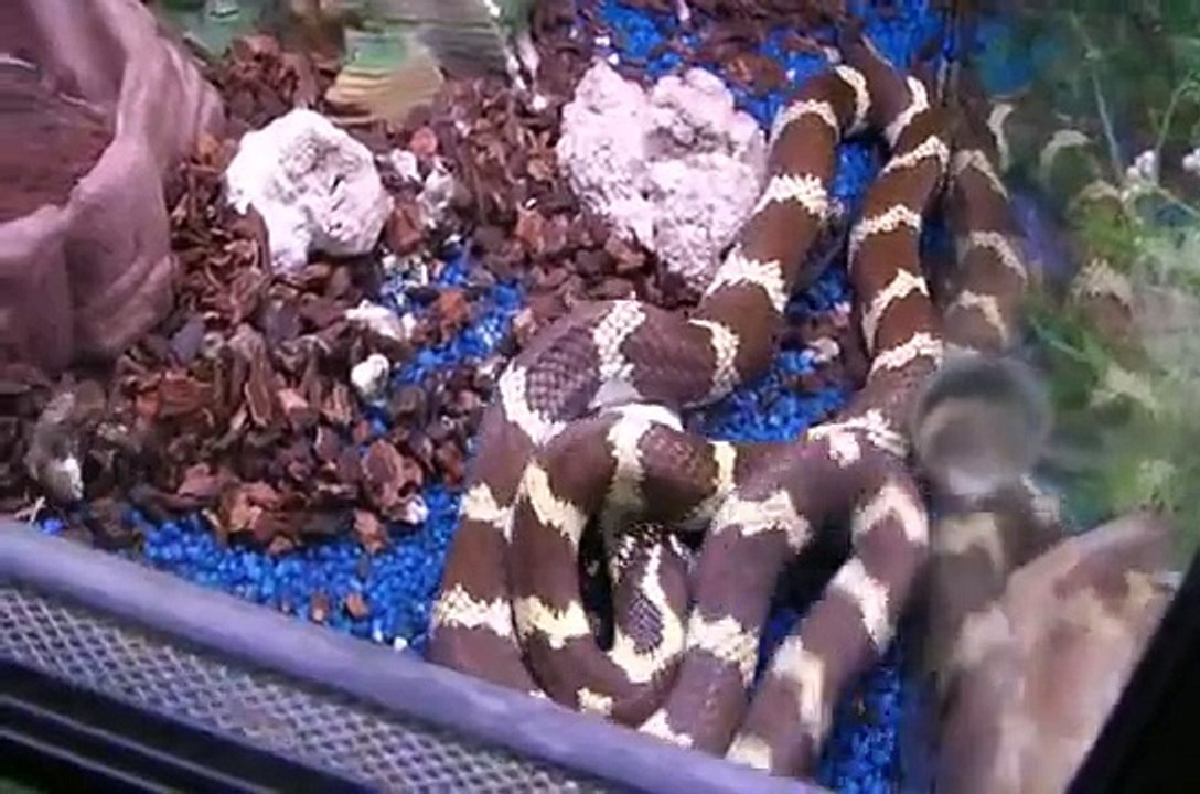 Serpiente se come un raton en directo