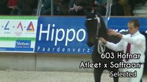 KWPN stallion approval selection Round I