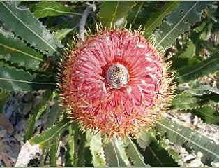 Baha'i prayer Put trust in God