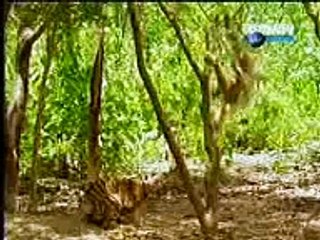 FUNNY MONKEY LION FIGHT.3gp