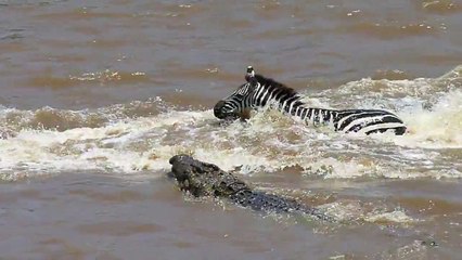 Crocidile attacks Zebra crossing the Mara river.