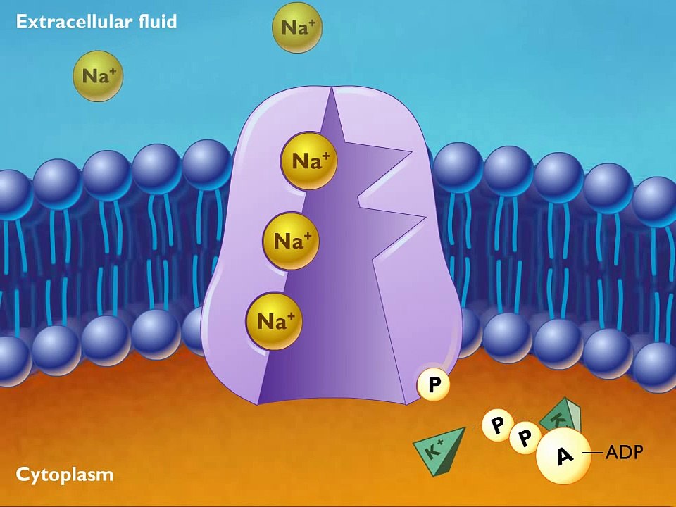 Sodium Potassium Exchange Pump 2 [HD Animation] - video Dailymotion