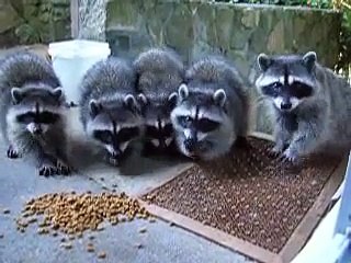 Racoons
