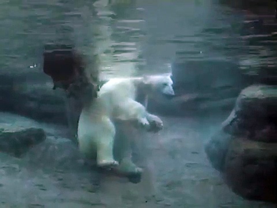 polar bear