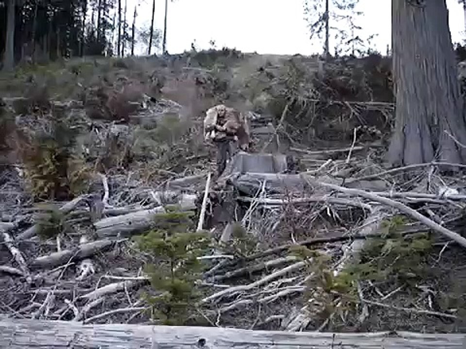 My First Wolf- St. Maries, Idaho